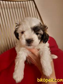 O Numara Morkie Yavrumuz 2