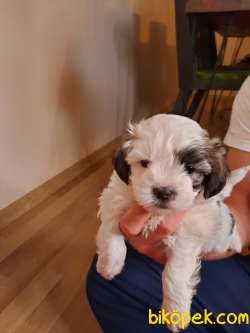 O Numara Morkie Yavrumuz 1
