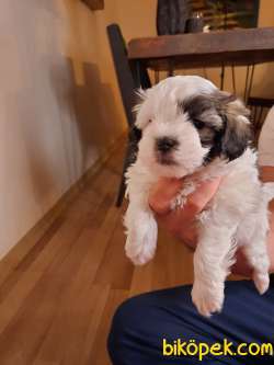 O Numara Morkie Yavrumuz 3