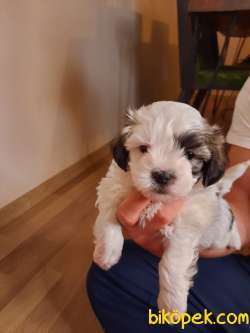O Numara Morkie Yavrumuz 4