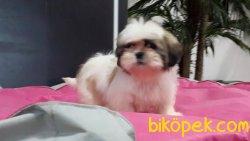 O NUMARA   SHIH TZU YAVRULARI 4