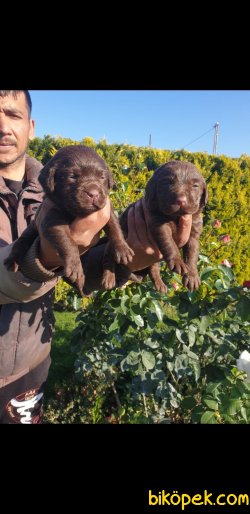 O Sizin Dostunuz Labrador Redriever Yorumları A Kalite 4