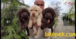 O Sizin Dostunuz Labrador Redriever Yorumları A Kalite 3