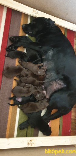 O Sizin Dostunuz Labrador Redriever Yorumları A Kalite 2