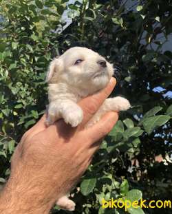 Pamuk Şeker Maltese Terrier Yavrularımız 3