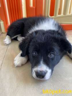 Ödüllü Köpek Yavrusu Scr’li Sahibinden 1