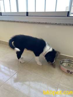 Ödüllü Köpek Yavrusu Scr’li Sahibinden 3