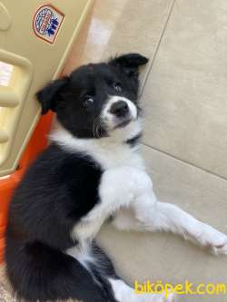Ödüllü Köpek Yavrusu Scr’li Sahibinden 2