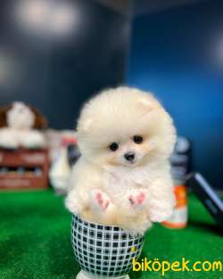 Olağanüstü Mini Boy Fizik Yapısına Sahip Pomeranian Boo Yavrumuz 1