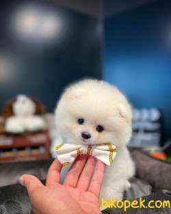Olağanüstü Mini Boy Fizik Yapısına Sahip Pomeranian Boo Yavrumuz 4