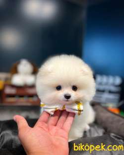 Olağanüstü Mini Boy Fizik Yapısına Sahip Pomeranian Boo Yavrumuz 3