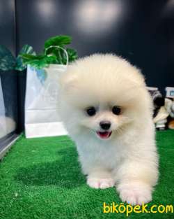 Olağanüstü Mini Boy Fizik Yapısına Sahip Pomeranian Boo Yavrumuz 4