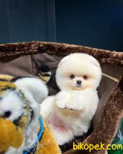 Olağanüstü Mini Boy Pomeranian Boo Yavrularımız 2