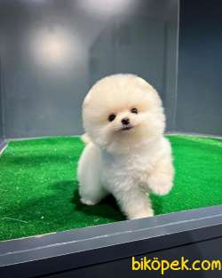 Olağanüstü Mini Boy Pomeranian Boo Yavrularımız 4