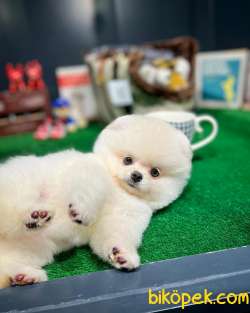 Olağanüstü Mini Boy Pomeranian Boo Yavrularımız 3