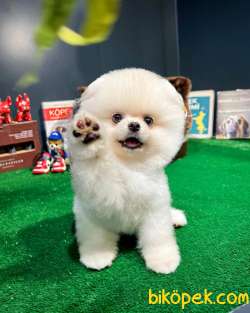 Olağanüstü Mini Boy Pomeranian Boo Yavrularımız