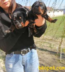 ONAYLI ÇİFTLİKTEN IRK GARANTİLİ DOBERMAN BEBEKLERİMİZ 4