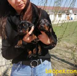 ONAYLI ÇİFTLİKTEN IRK GARANTİLİ DOBERMAN BEBEKLERİMİZ 3