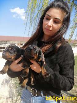 ONAYLI ÇİFTLİKTEN IRK GARANTİLİ DOBERMAN BEBEKLERİMİZ 1