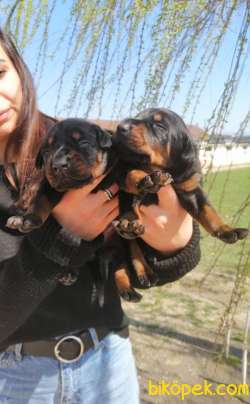 ONAYLI ÇİFTLİKTEN IRK GARANTİLİ DOBERMAN BEBEKLERİMİZ 2