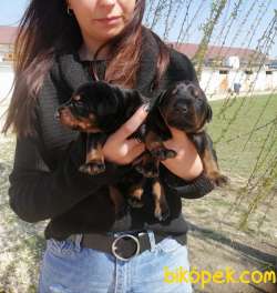 ONAYLI ÇİFTLİKTEN IRK GARANTİLİ DOBERMAN BEBEKLERİMİZ 5