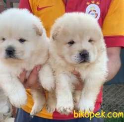 ONAYLI ÜRETİM ÇİFTLİĞİNDEN CHOW CHOW 2