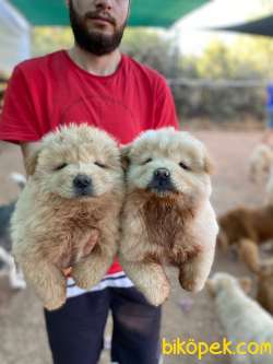 ONAYLI ÜRETİM ÇİFTLİĞİNDEN CHOW CHOW 1