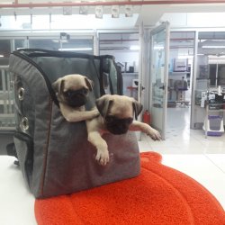 Onur Tank Pet Market 1