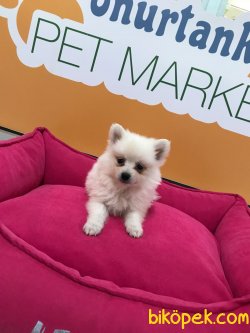 Onur Tank Pet Market 3