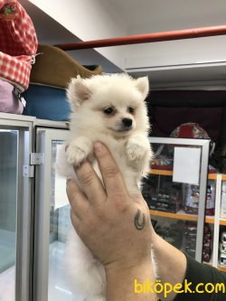 Onur Tank Pet Market 3