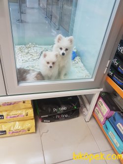 Onur Tank Pet Market 1