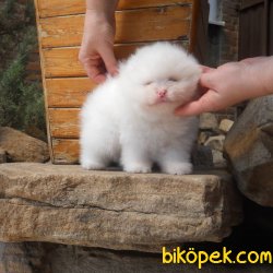 Optic White Boo Pomeranian Teddy Bear Fci Secereli 2