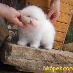 Optic White Boo Pomeranian Teddy Bear Fci Secereli 1