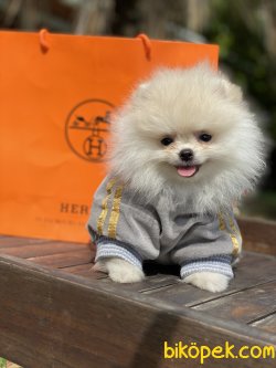 Optical White Pomeranian Boo Teddy Bear 3