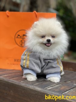 Optical White Pomeranian Boo Teddy Bear 1