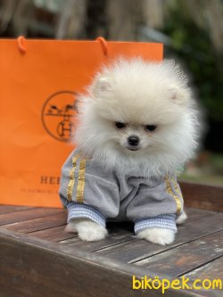 Optical White Pomeranian Boo Teddy Bear 2