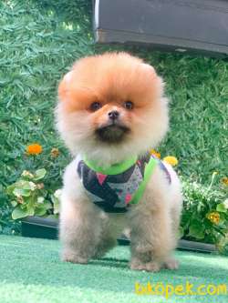 Orange Ayısurat Pomeranianboo 3