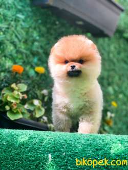 Orange Ayısurat Pomeranianboo 2