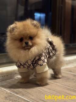 ORANGE ERKEK POMERANİAN BOO