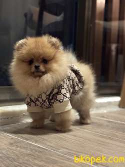 ORANGE ERKEK POMERANİAN BOO 4