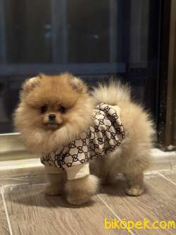 ORANGE ERKEK POMERANİAN BOO 2