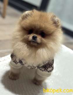 ORANGE ERKEK POMERANİAN BOO 5
