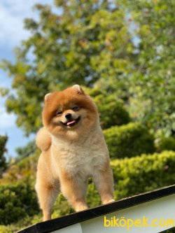 Orange Erkek Pomeranianboo 2