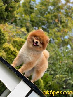 Orange Erkek Pomeranianboo 5