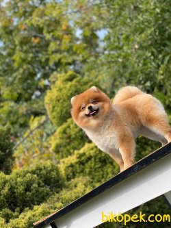 Orange Erkek Pomeranianboo 3