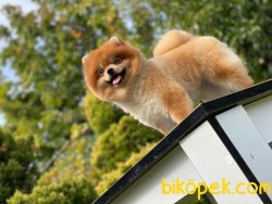 Orange Erkek Pomeranianboo 1