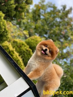Orange Erkek Pomeranianboo 4