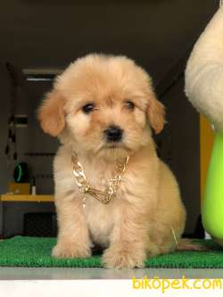 ORANGE MALTİPOO 2