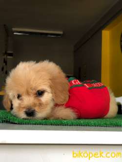 ORANGE MALTİPOO 1