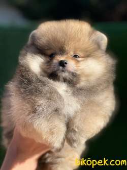 ORANGE Pomeranian Boo 2